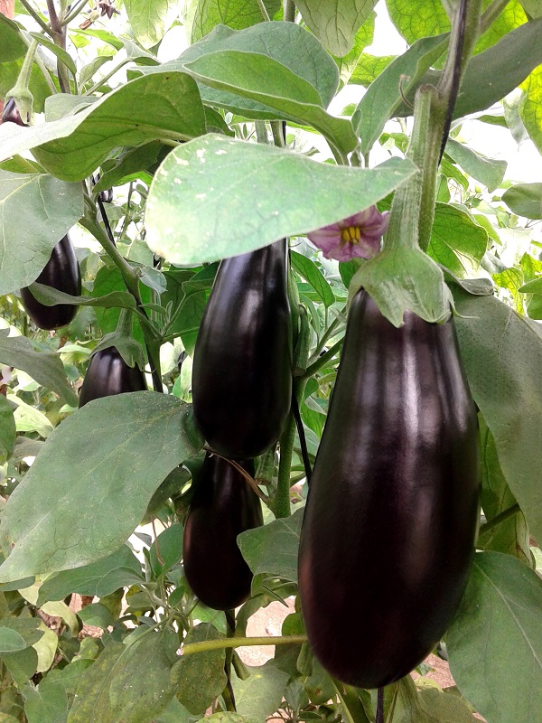 Berenjena