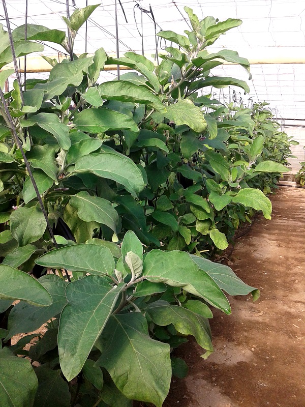 plantacion berenjena