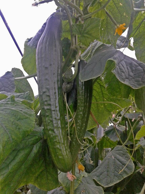 Pepino