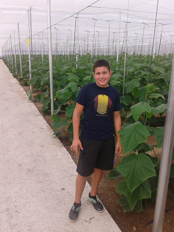 plantacion de pepinos