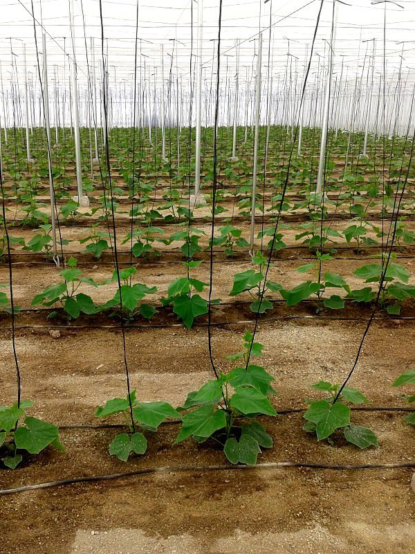 plantacion pepinos