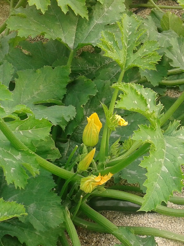 Flor de calabacín