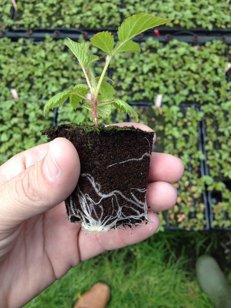 planta