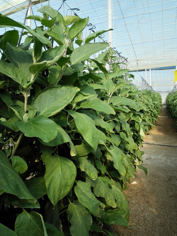 plantacion de berenjena