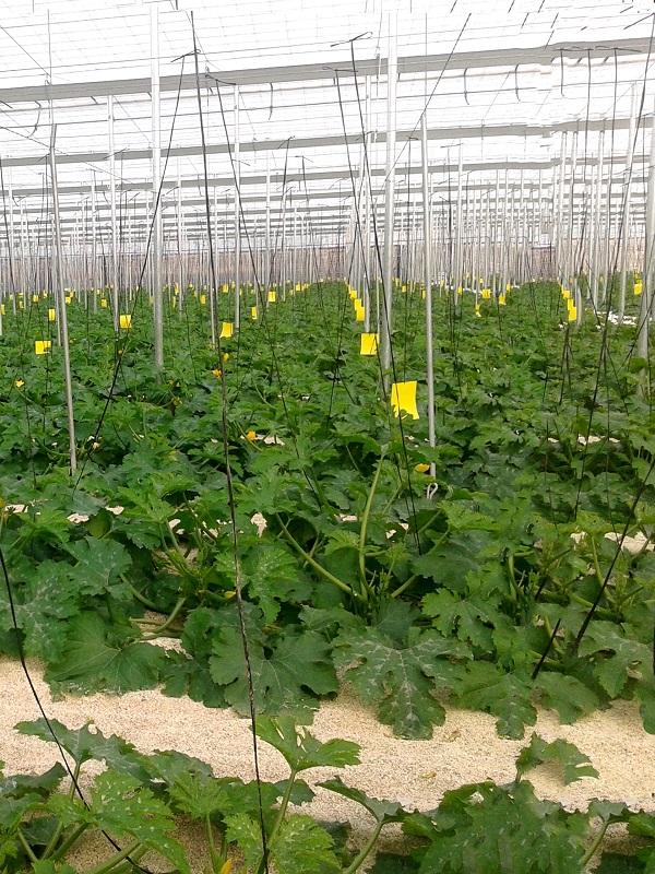 plantacion calabacines