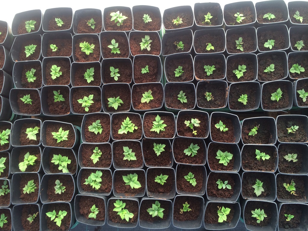 plantas