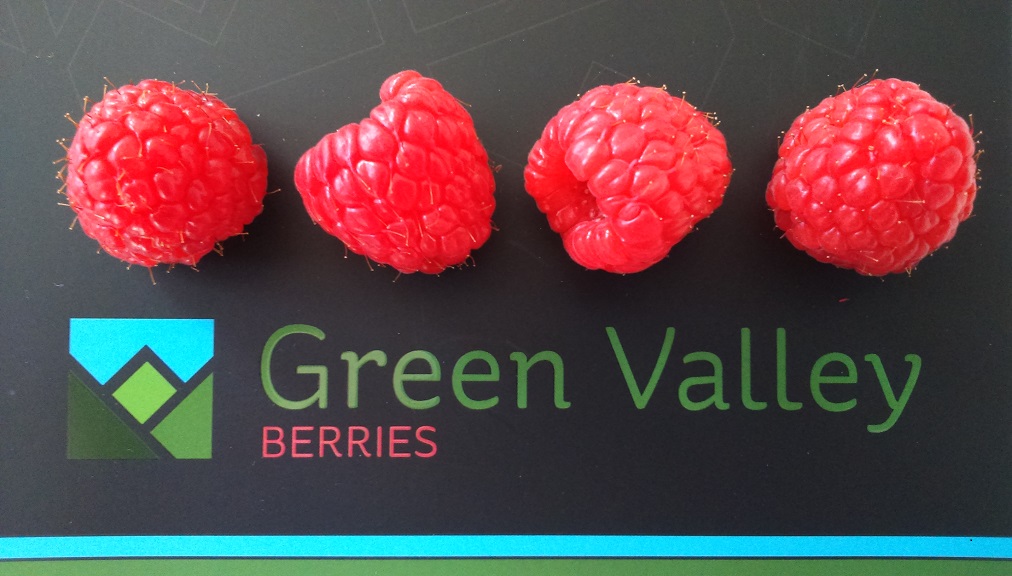 LOGO CON FRUTA