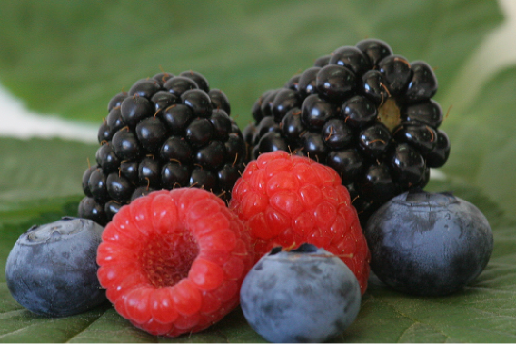 FRUTOS ROJOS