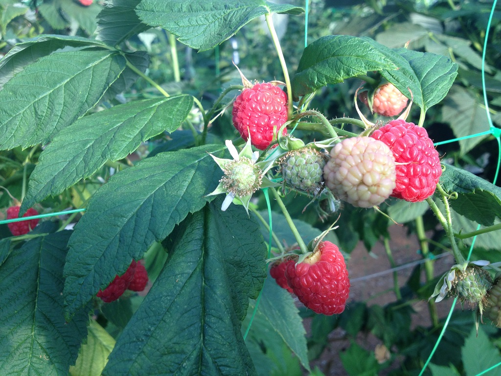 planta con fruto